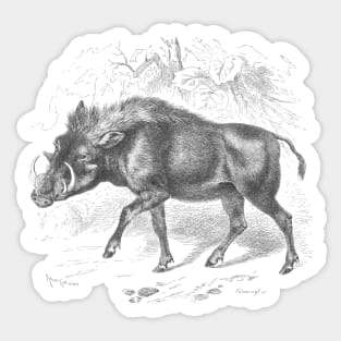 Warthog Vintage Nature Illustration Sticker